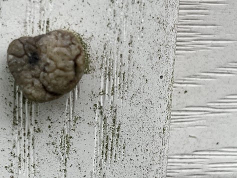 Jellyfish, old mountains worn down to their bones, strange sandcastles on the beach, a grasshopper trying to bear the heat against an air conditioned window, a weird beach cube, tried and tried waffle recipe, fungus (or old gum) on a wall, our pup and here piece of watermelon, and accidental heart
