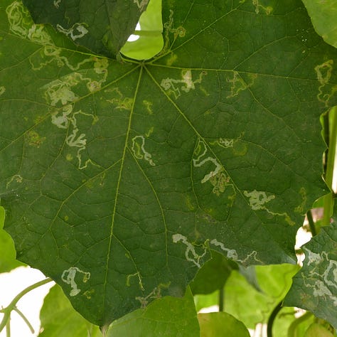 Three images of green leaves with white swirling patterns from leaf miners.
