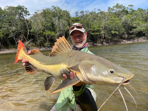 Shovel head catfish, red tail catfish and black piranha, caught while at Agua Boa Amazon Lodge in Brazil.