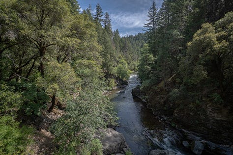 Images of forests—some treated landscapes ready for fire and others untreated with thick forest growth and dense trees.