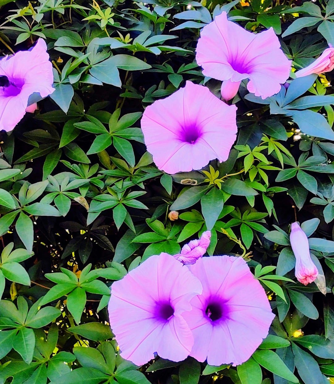 a bunch of flowers that are on a bush