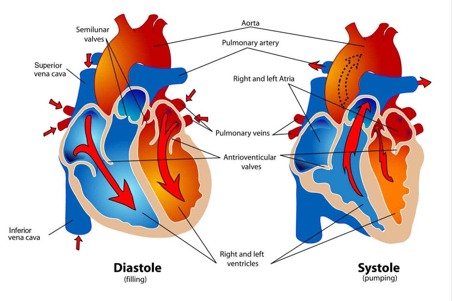 Phases of the Cardiac Cycle When the Heart Beats Phases of the Cardiac Cycle When the Heart Beats