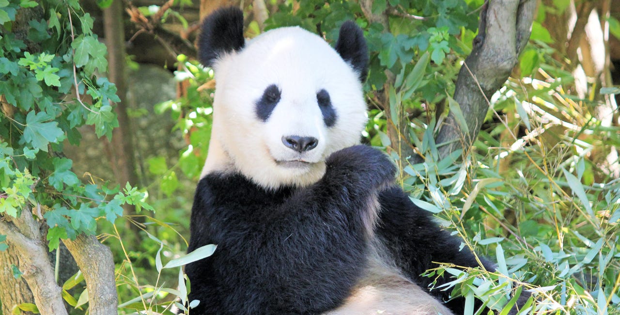  The US has been prepping us for war with the Giant Panda for over a year now 