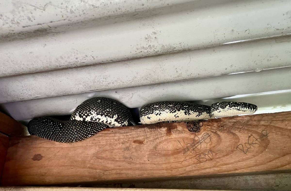 diamond python diamond python