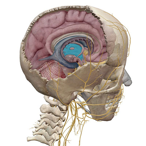 third ventricle, right atrium, bladder