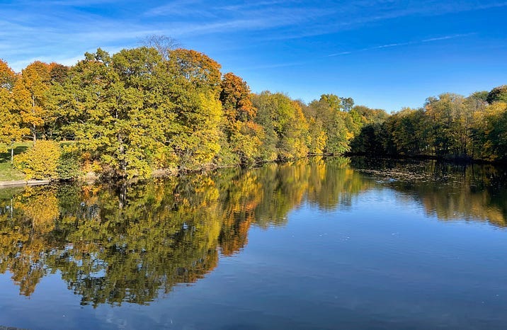 trees reflected in the water
