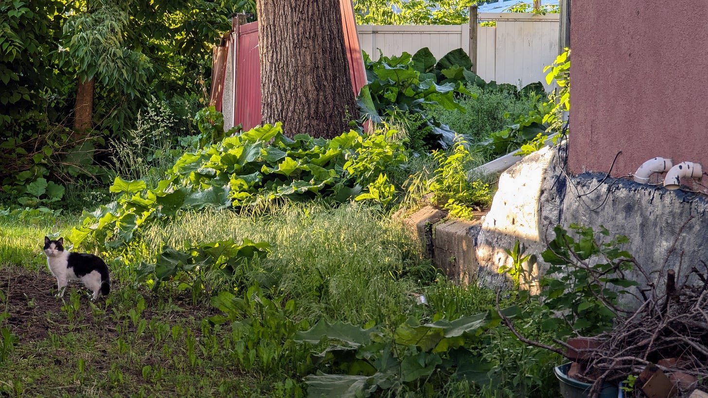 A stray black and white cat stares at the camera standing in an overgrown yard A stray black and white cat stares at the camera standing in an overgrown yard