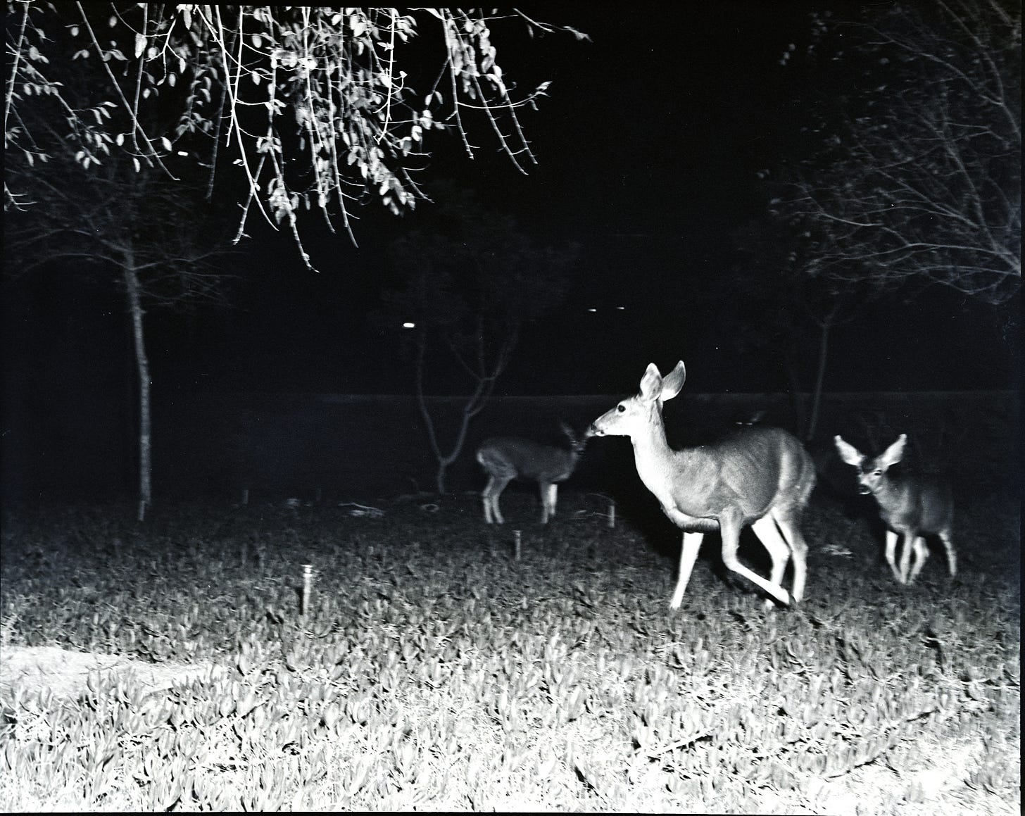 Slice of History - Oh, deer!