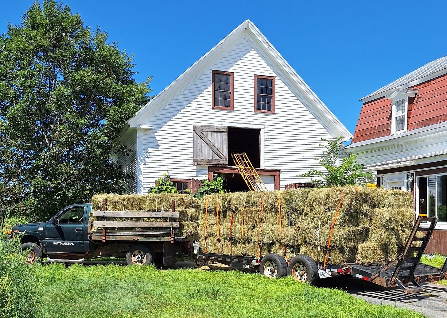 basics of getting started raising sheep basics of getting started raising sheep