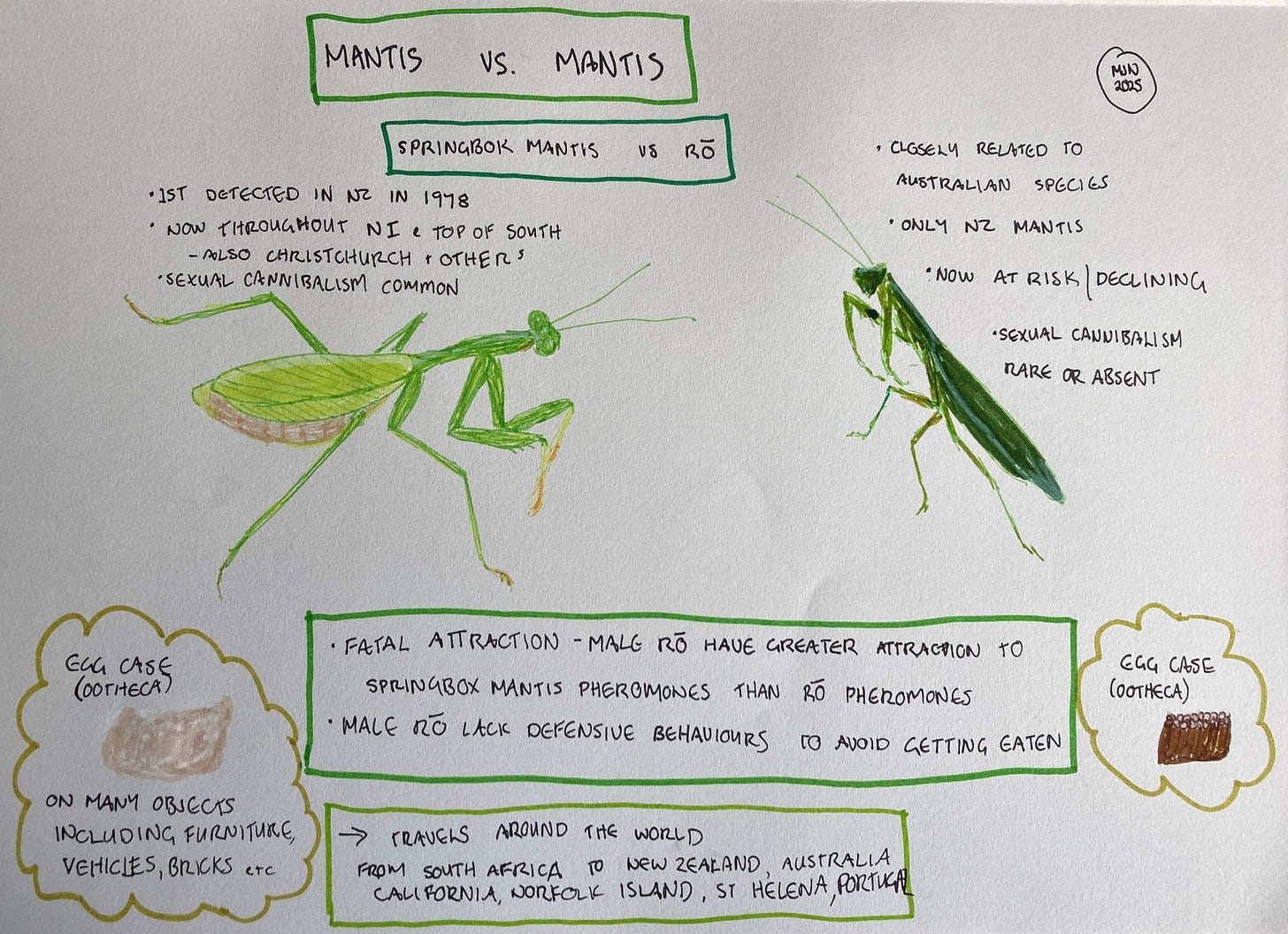 Felt pen drawings of female Springbok mantis and male rō, egg cases of both species and notes summarising the article.