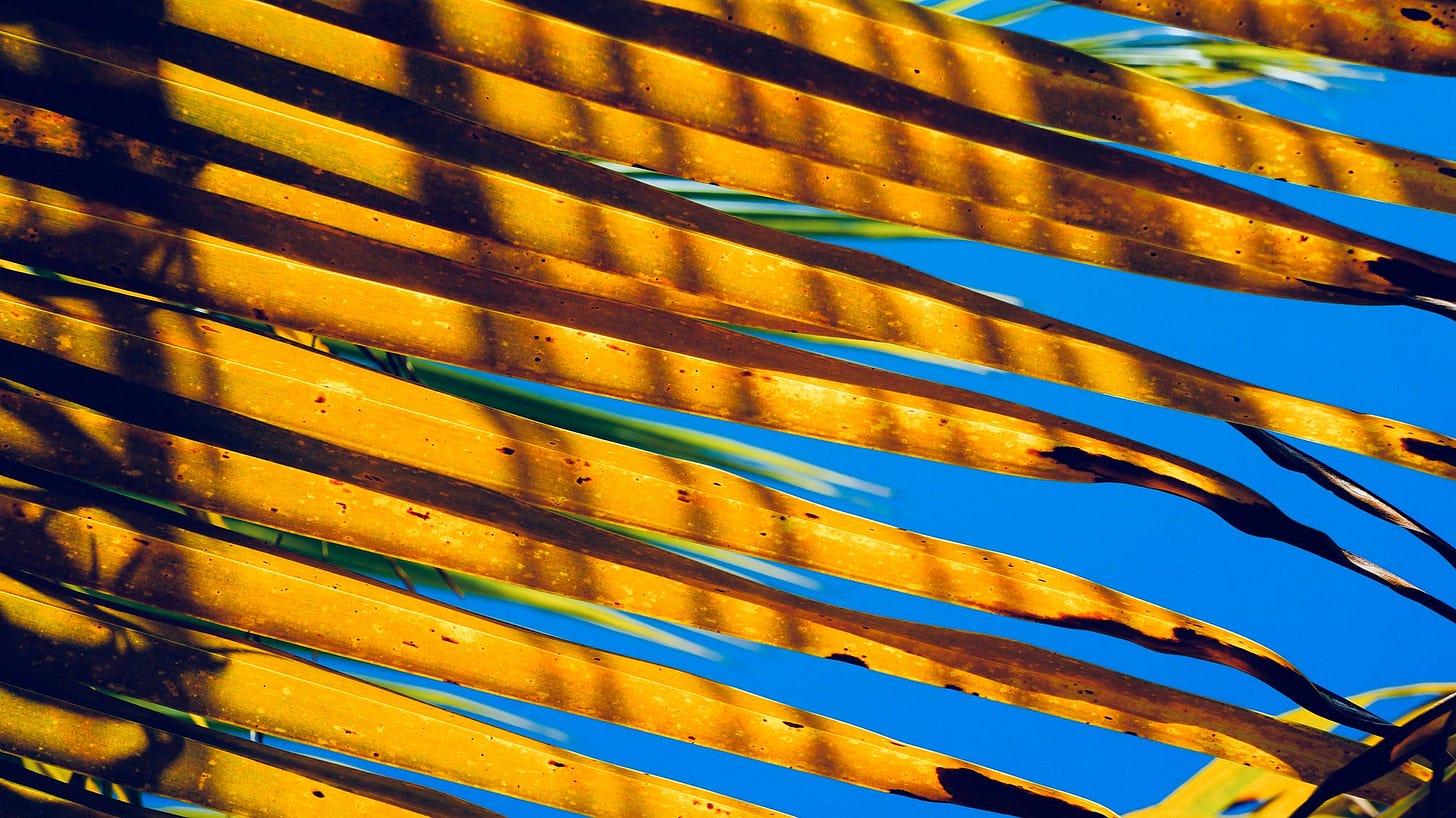 Close-up photograph of dry brown palm fronds with thin shadows across them, against a bright blue sky.