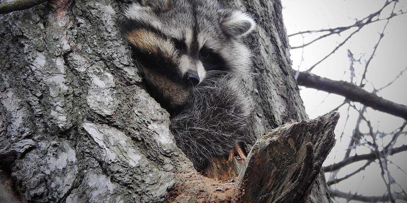 Raccoon: "Dreams of Spring"