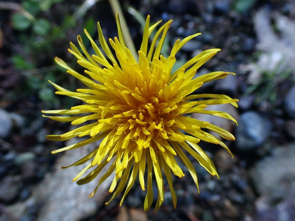First Dandelion flower of the season where I am