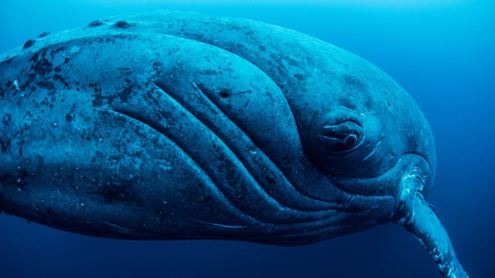 The bodies of whales, among the largest creatures on Earth, are huge stores of carbon (Credit: Alamy)