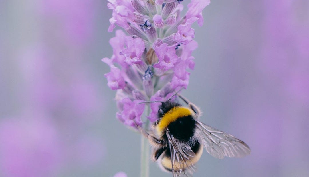 yellow and black bee on purple flower