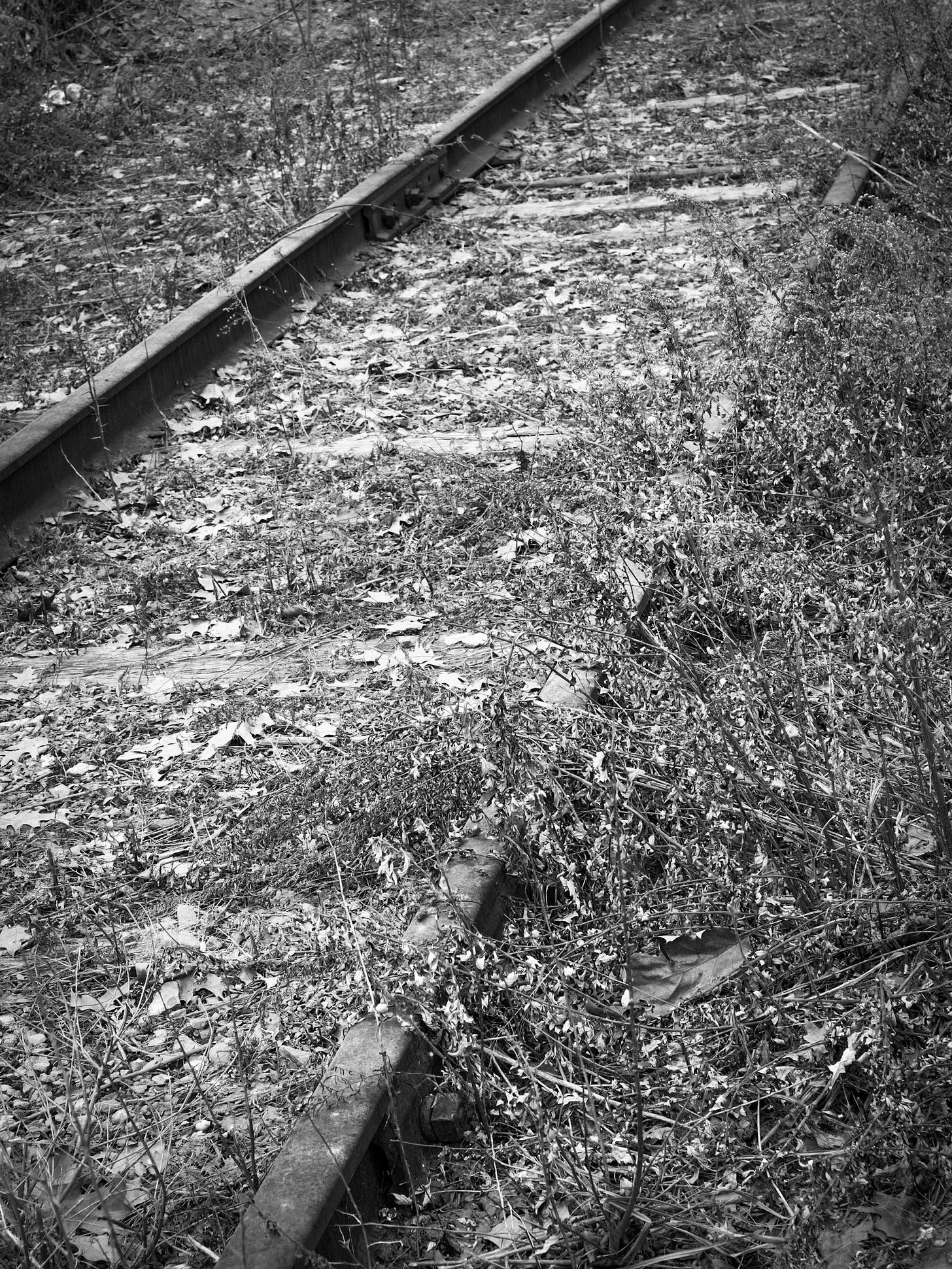 Old siding overgrown with weeds Old siding overgrown with weeds