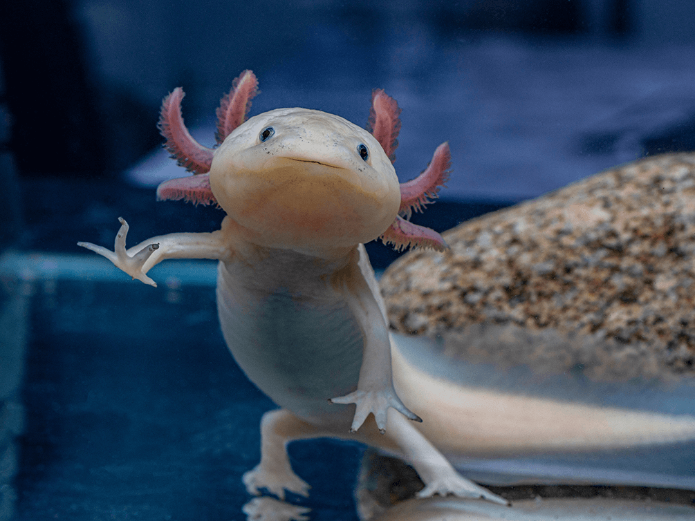 Axolotls: What Are They And How Do You Care For Them? - Help Guides Axolotls: What Are They And How Do You Care For Them? - Help Guides