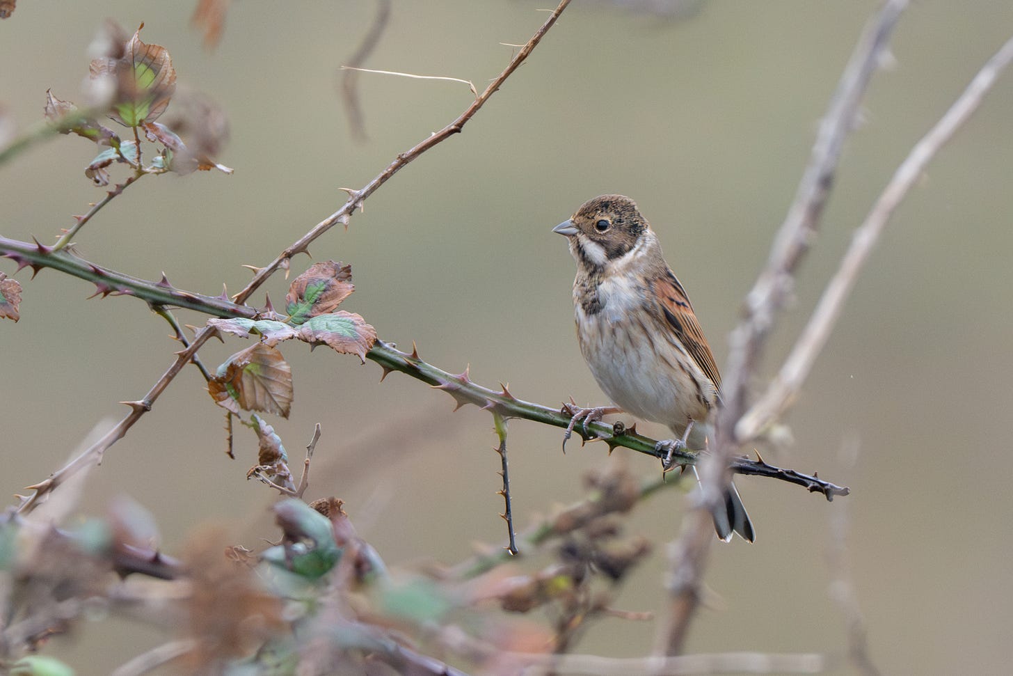 A male Reed Bunting, his black head faded to brown for winter, perched on brambles