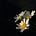 Chamomile Thoughts's avatar