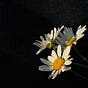 Chamomile Thoughts's avatar