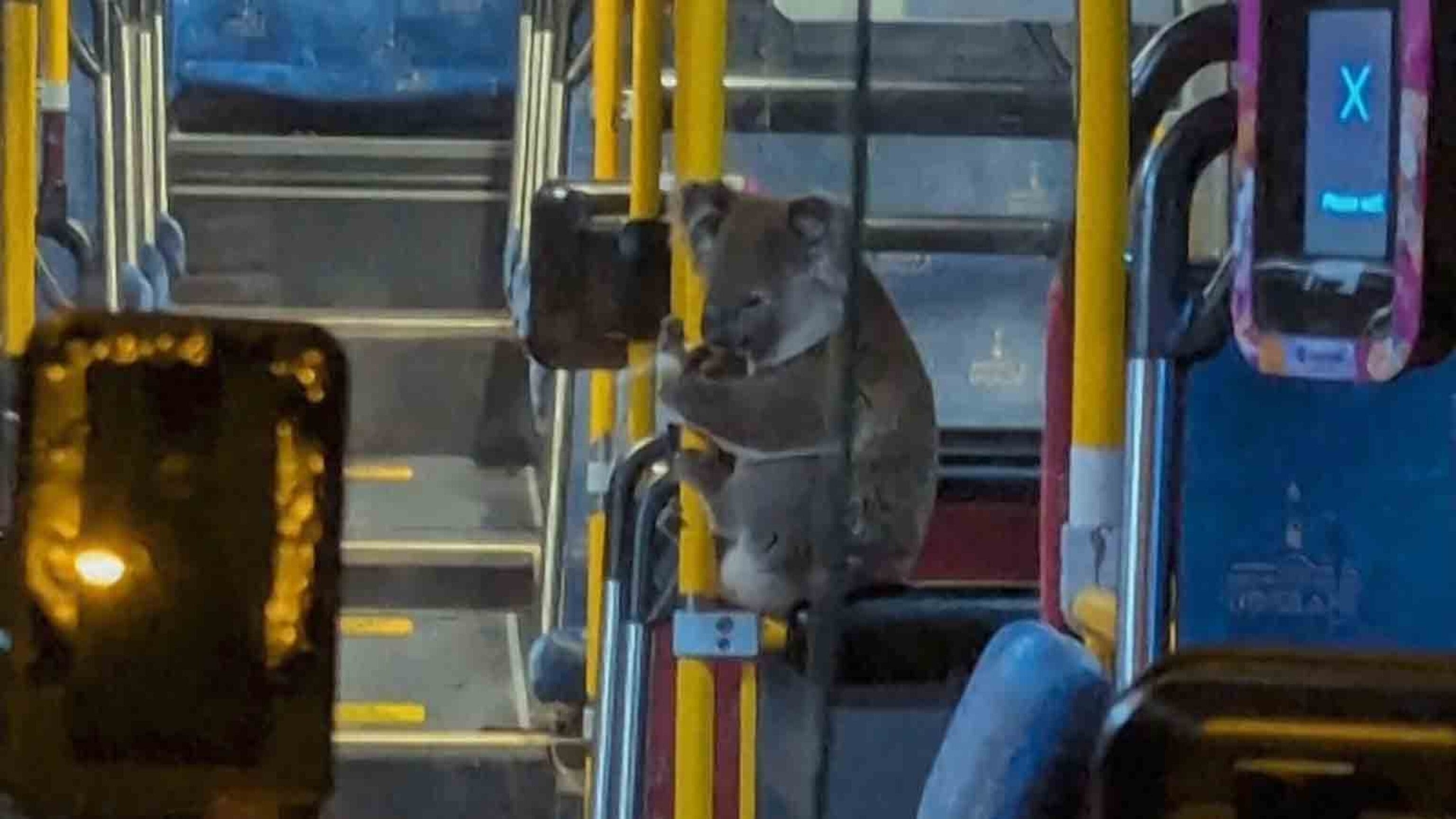 Rabbits, Possums, Koalas, and 50 Very Polite Sheep