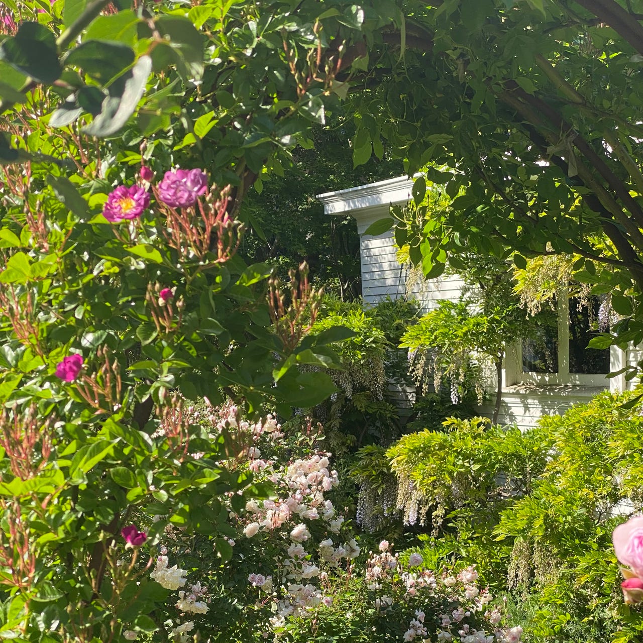 Annabelle Long(form)