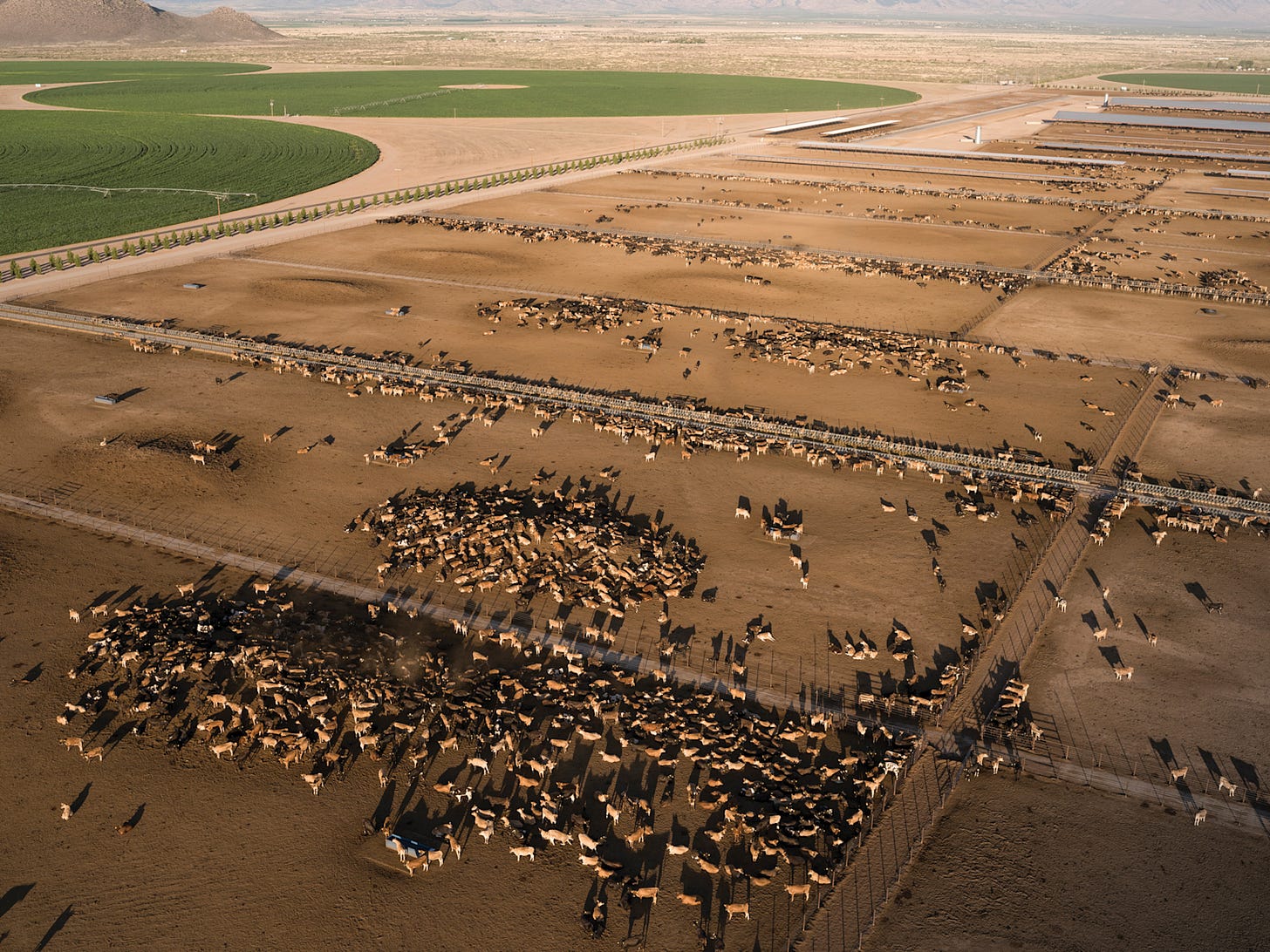 A mega dairy farm in Arizona's arid region with thousands of cattle housed in fenced pens, illustrating intensive agricultural water use and its impact on local aquifers