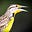 Meadow Lark's avatar
