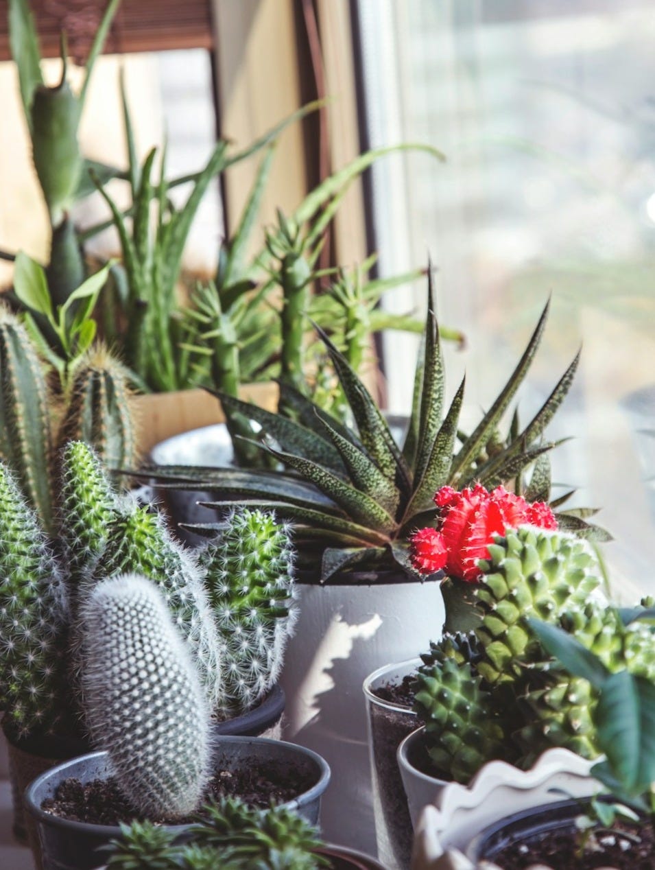 assorted-type cacti assorted-type cacti