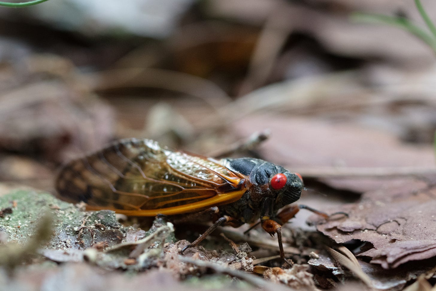 A black cicada with orange-veined wings and a faint orange patch behind red eyes, shown in profile on brown leaf litter A black cicada with orange-veined wings and a faint orange patch behind red eyes, shown in profile on brown leaf litter