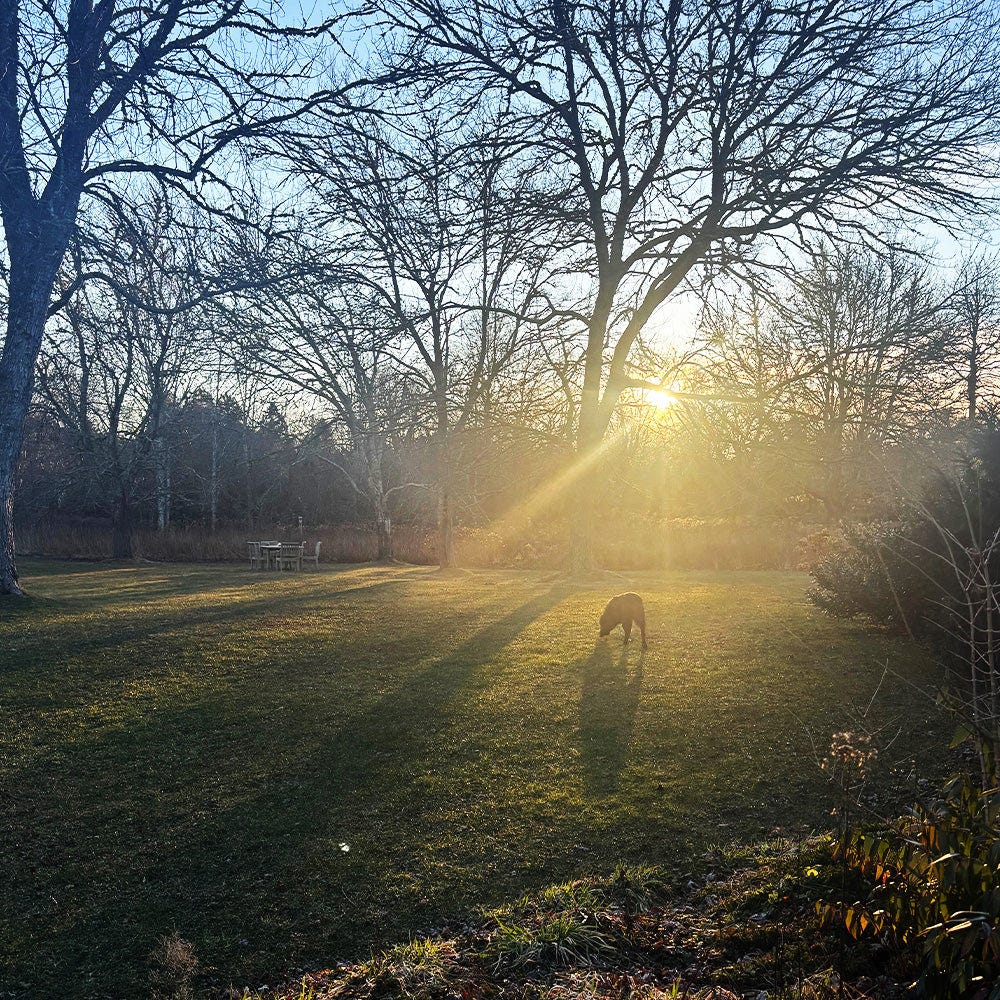 Gracie the dog in a field with sun shining through trees Gracie the dog in a field with sun shining through trees