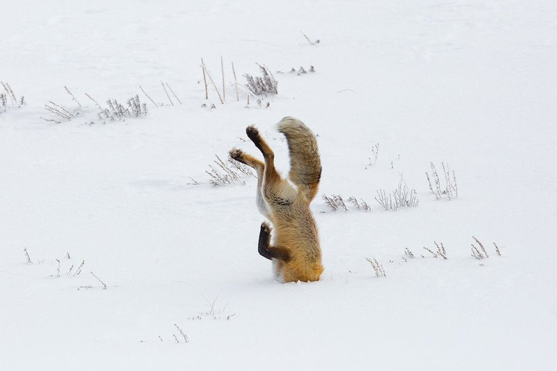 A fox diving head first into the snow. A fox diving head first into the snow.