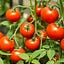 Beyond The Garden Basics