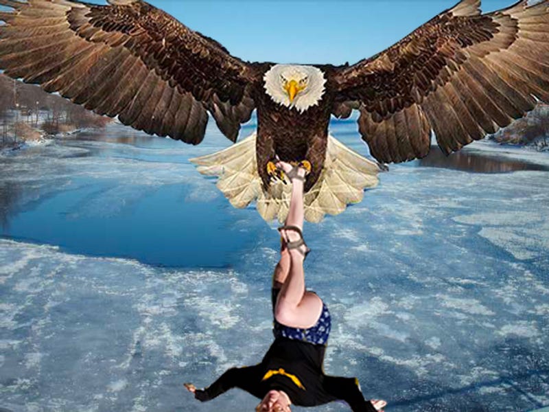 eagle snatches kid