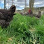 Holistic Farming's avatar