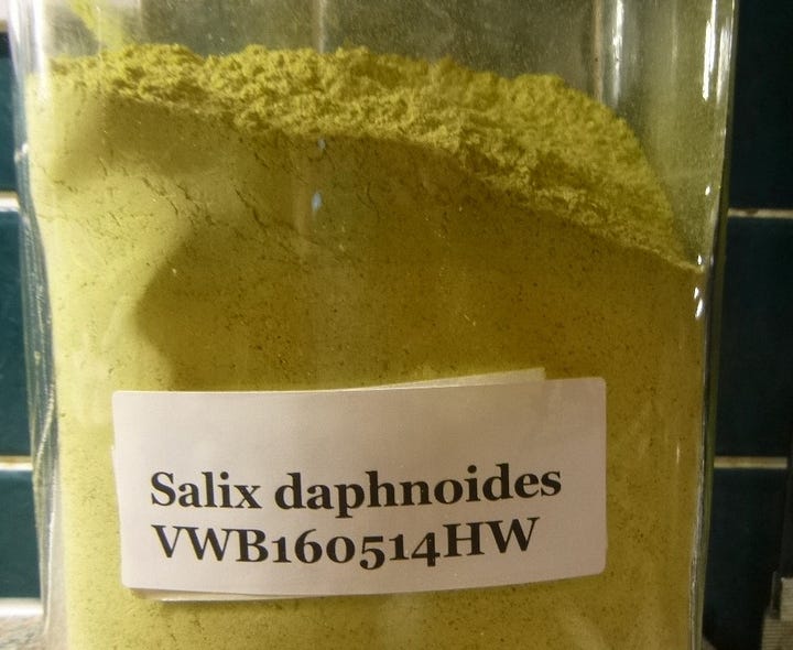 Dymo labels for willow bark powder and distilled rosemary