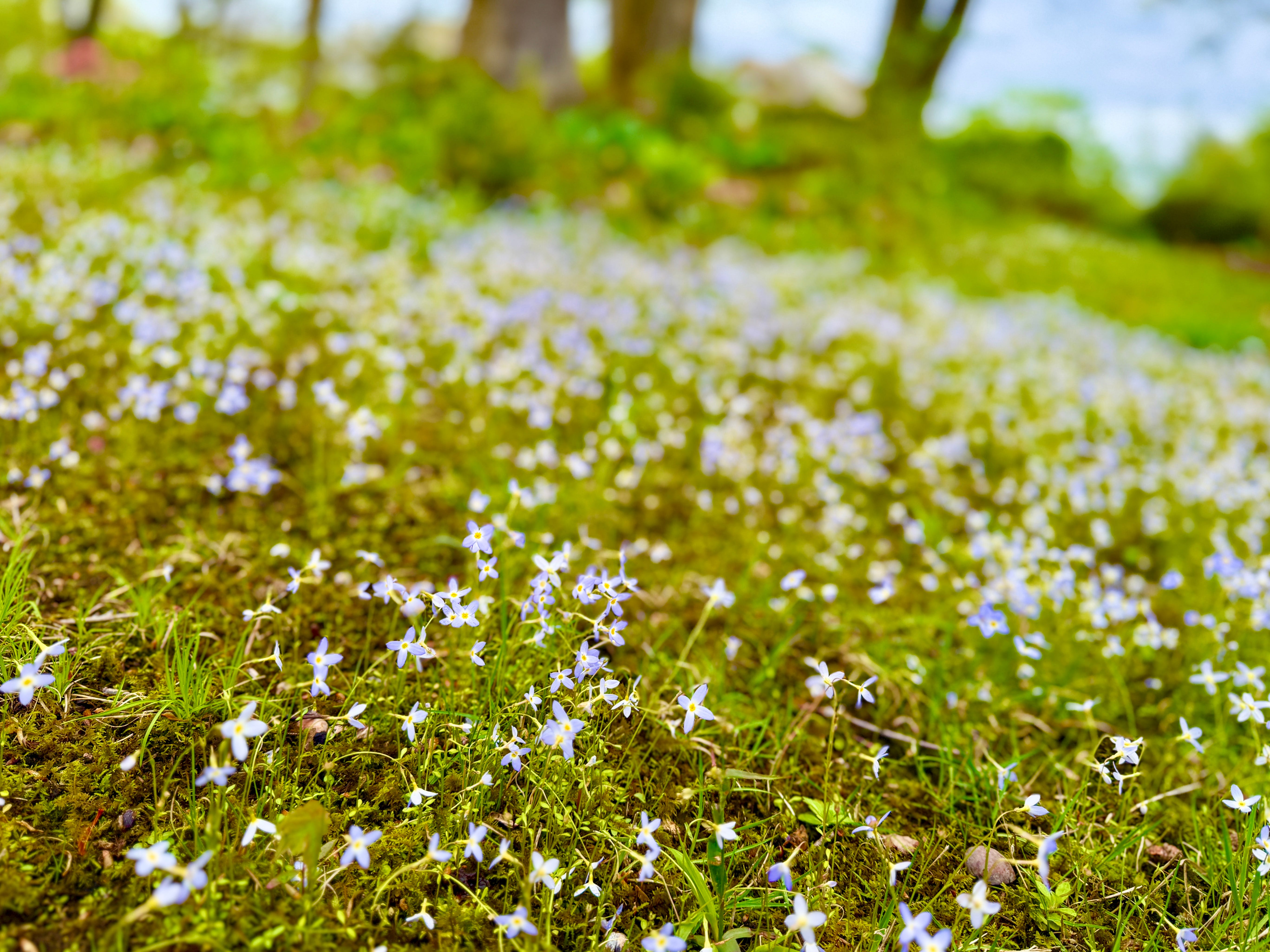 【THEAIRTOWN】blueming flower set up How to Grow Bluets - Julie Witmer Gardens Newsletter