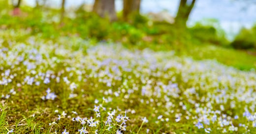 【THEAIRTOWN】blueming flower set up How to Grow Bluets - Julie Witmer Gardens Newsletter