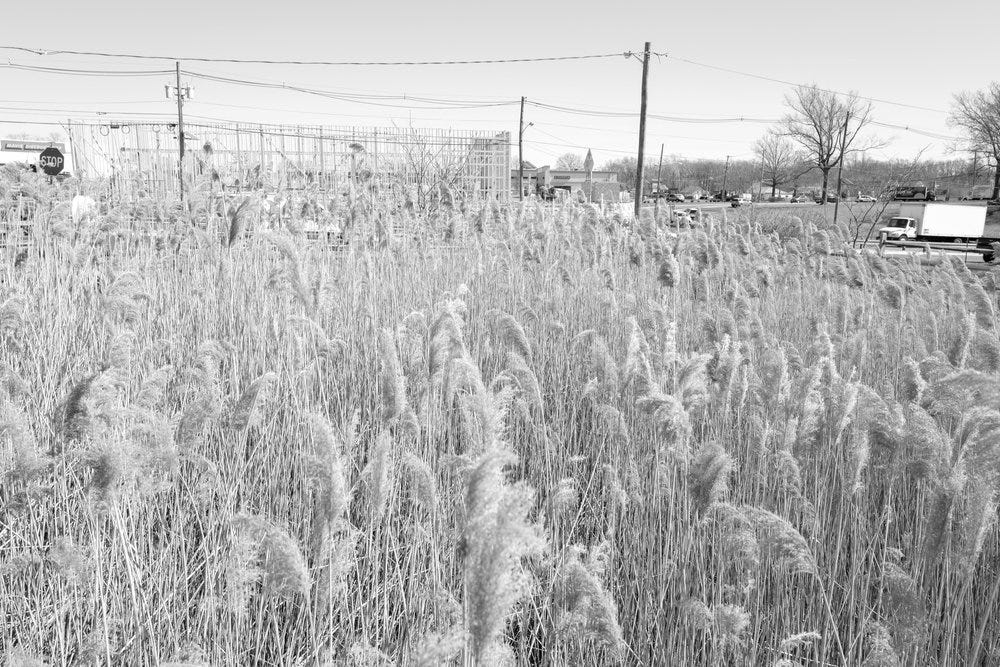 Grasses and Construction, New Jersey Grasses and Construction, New Jersey