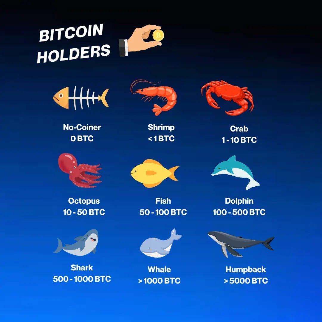 Bitcoin Holders: Shrimp, Dolphin, Whale & More | Flipster Blog