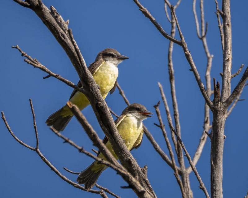 20250822-BoxCanyon-330-Edit.jpg 20250822-BoxCanyon-330-Edit.jpg