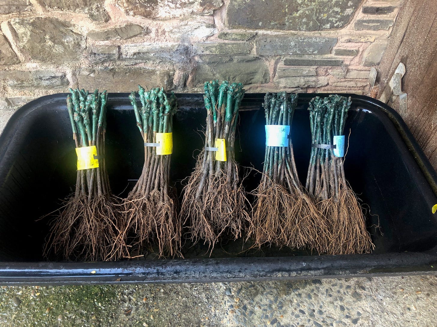 This image shows a number of vine roots standing in a tray of water