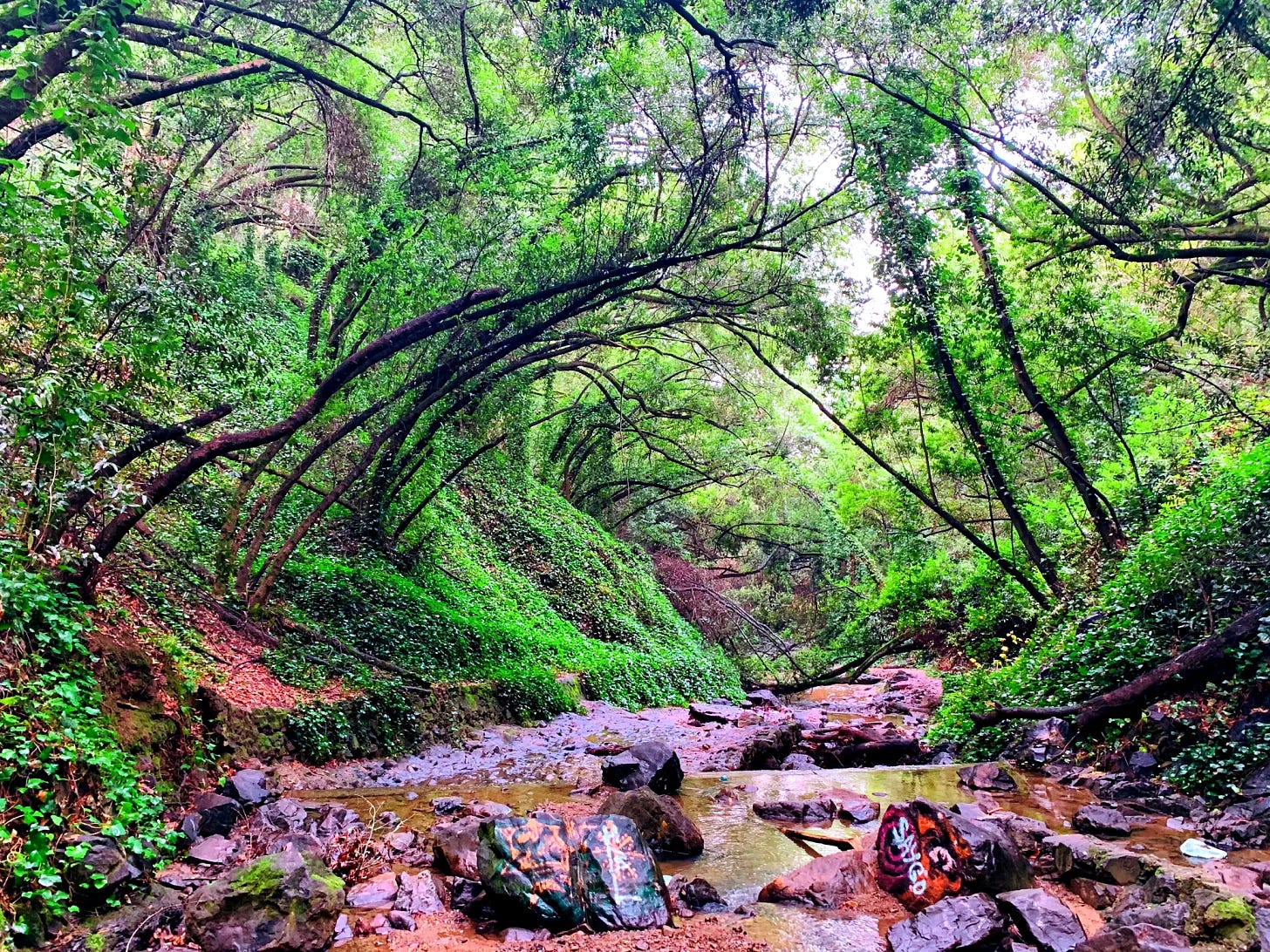 Sausal Creek where it flows through Dimond Canyon. (Photo: Wuhikes / AllTrails) Sausal Creek where it flows through Dimond Canyon. (Photo: Wuhikes / AllTrails)