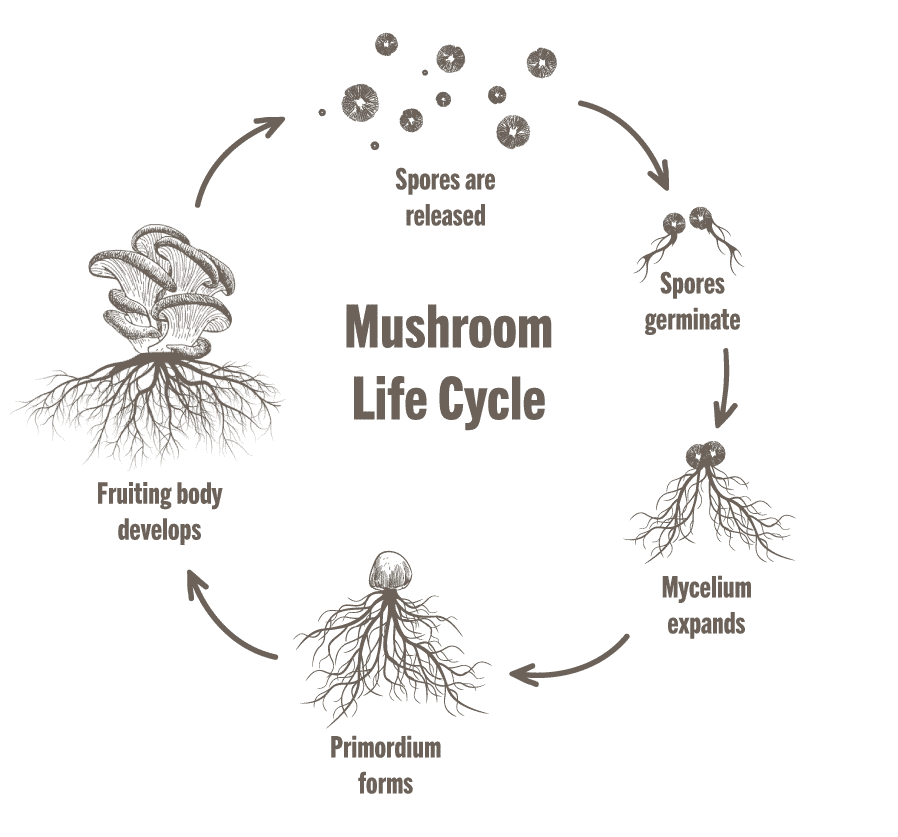 In the life cycle of a mushroom, both the mycelium and fruiting body offer health benefits. In the life cycle of a mushroom, both the mycelium and fruiting body offer health benefits.