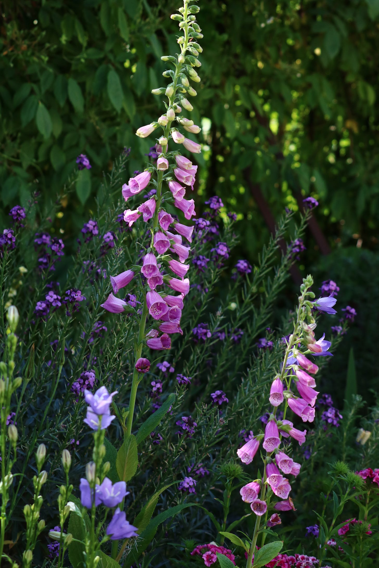 bee on foxgloves bee on foxgloves