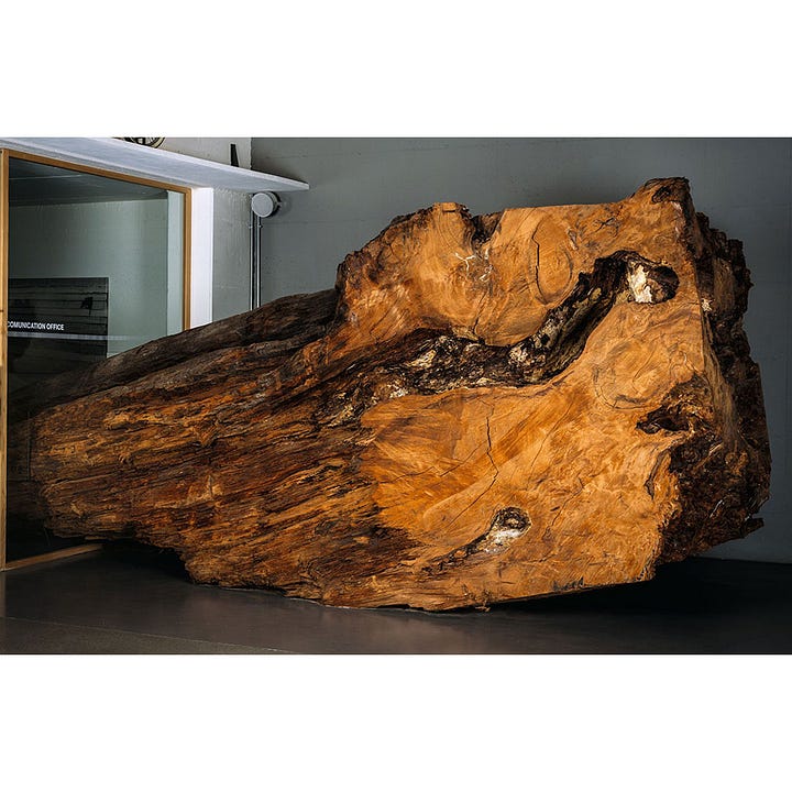 Kauri tree, Kauri extraction from peat bog, raw slab of Kauri, finished table