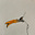 Fleur Trees's avatar