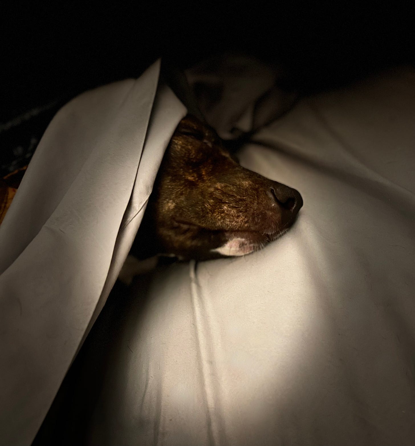 puppy sleeping in a bed