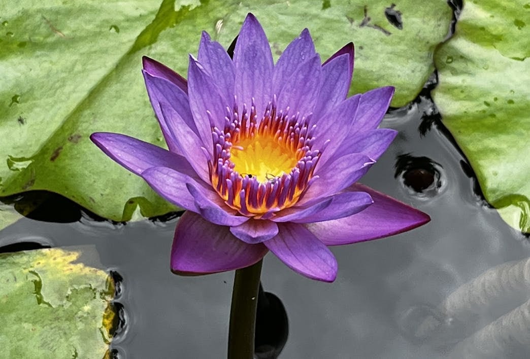 035: To Be, Or Not to Be... 035: To Be, Or Not to Be...