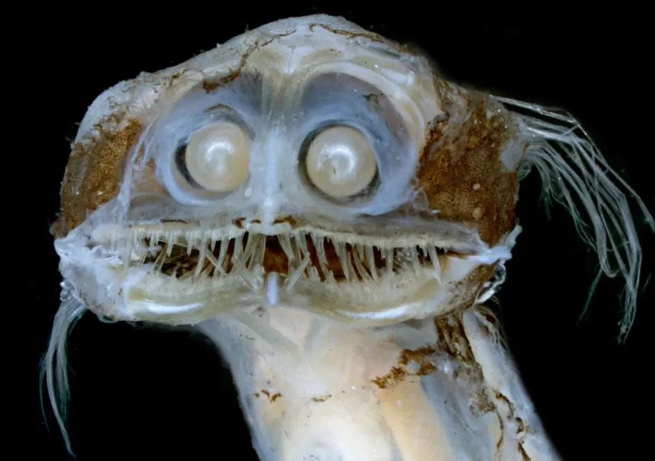 Bug-eyed telescope fish with needle teeth Bug-eyed telescope fish with needle teeth
